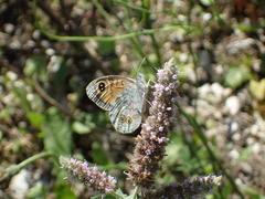 Lasiommata