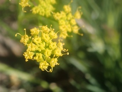 Lomatium torreyi