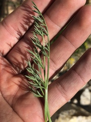 Lomatium torreyi