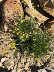 Lomatium torreyi