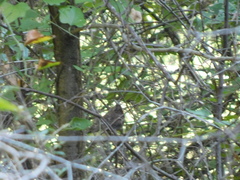 Thryomanes bewickii