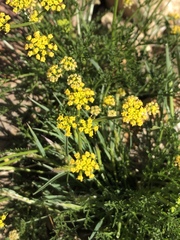 Lomatium torreyi