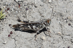 Rhammatocerus viatorius