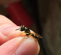 Philanthus lepidus