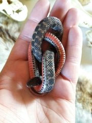 Clonophis kirtlandii