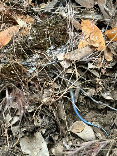 iNaturalist observation photo of Gilbert's Skink