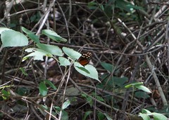 Heliconius hecale zuleika