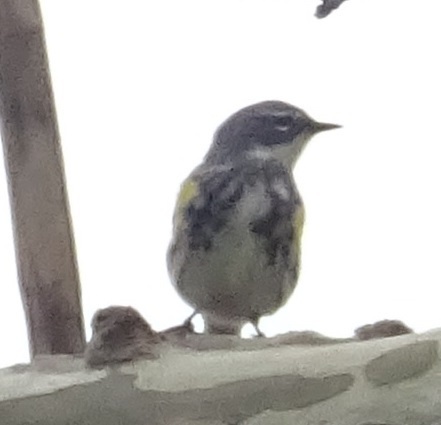 Yellow-rumped Warbler photographed in Indiana
