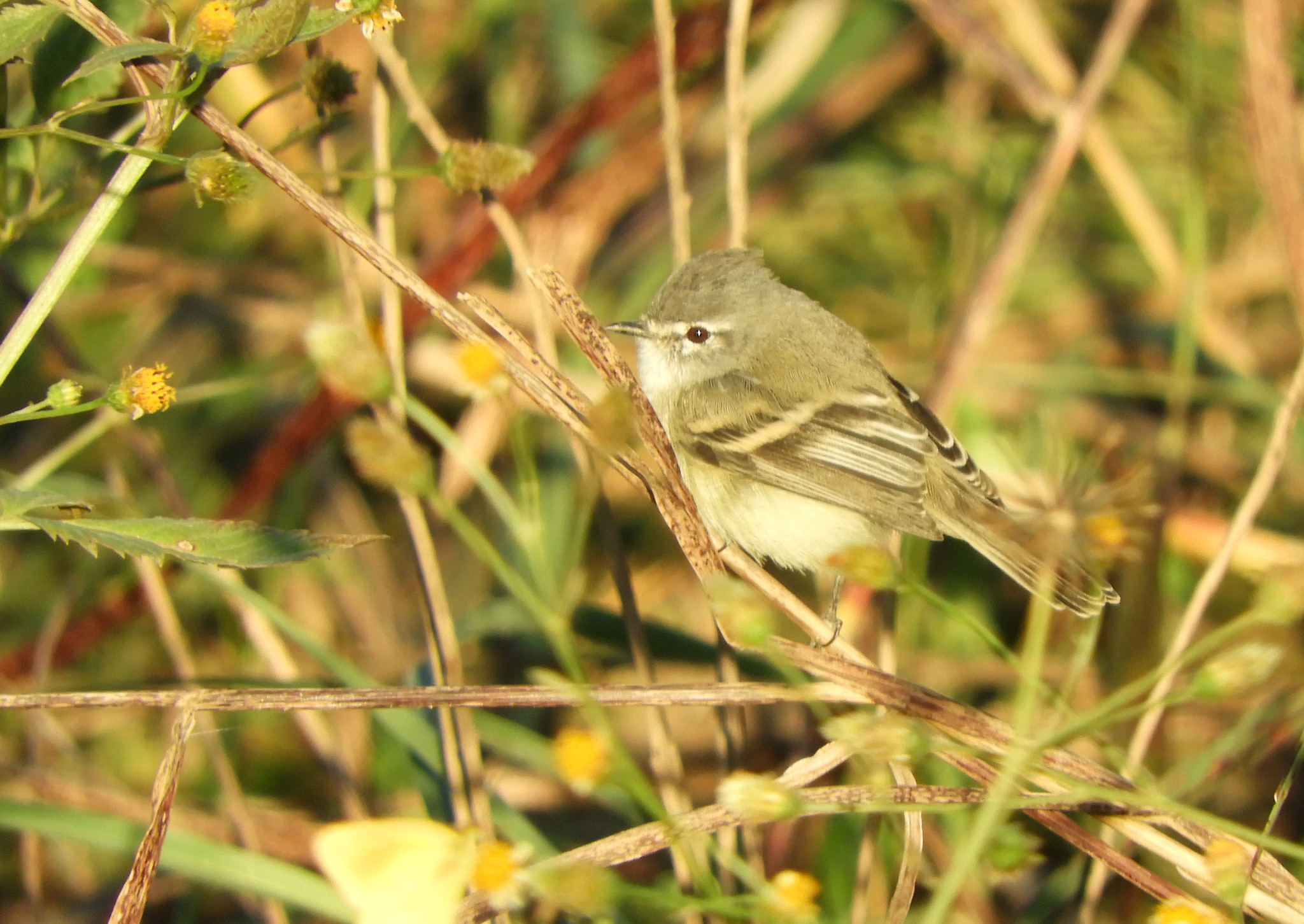 Straneck's Tyrannulet (Serpophaga griseicapilla), photo 10