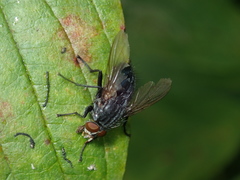 Calliphora subalpina