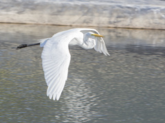 Ardea alba