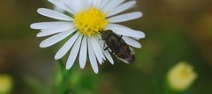 Stomorhina obsoleta
