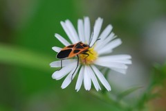 Tropidothorax cruciger