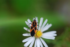 Tropidothorax cruciger