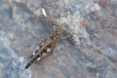 Oedaleus infernalis