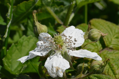 Hapalosphaeria deformans