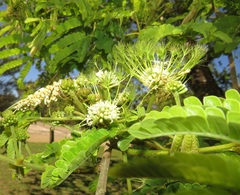 Albizia adianthifolia adianthifolia