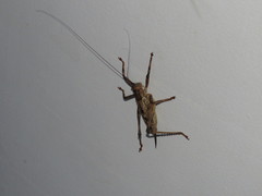 Ancistrocercus circumdatus