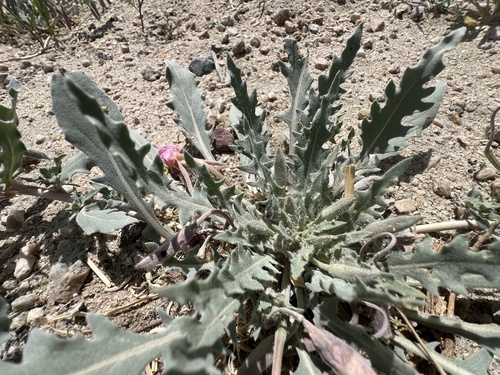 Oenothera avita, photograph 1