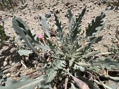 Oenothera avita, photograph Steve Matson, CC BY, iNaturalist via GBIF