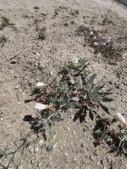 Oenothera avita, photograph Steve Matson, CC BY, iNaturalist via GBIF