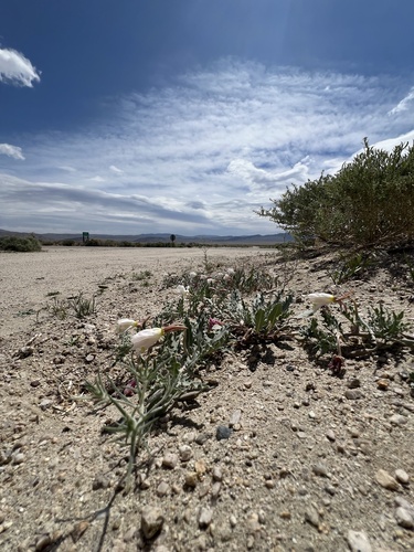 Oenothera avita, photograph 3