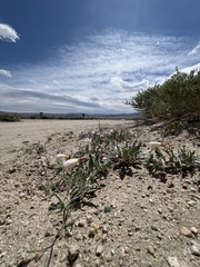 Oenothera avita, photograph Steve Matson, CC BY, iNaturalist via GBIF