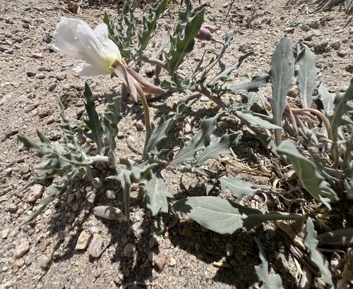 Oenothera avita, photograph 4