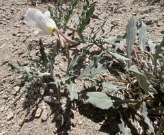 Oenothera avita, photograph Steve Matson, CC BY, iNaturalist via GBIF