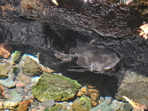 Clarias fuscus, 2025-05-18
