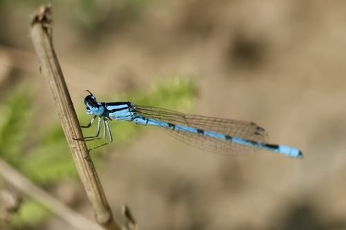 Common Blue Damselfly