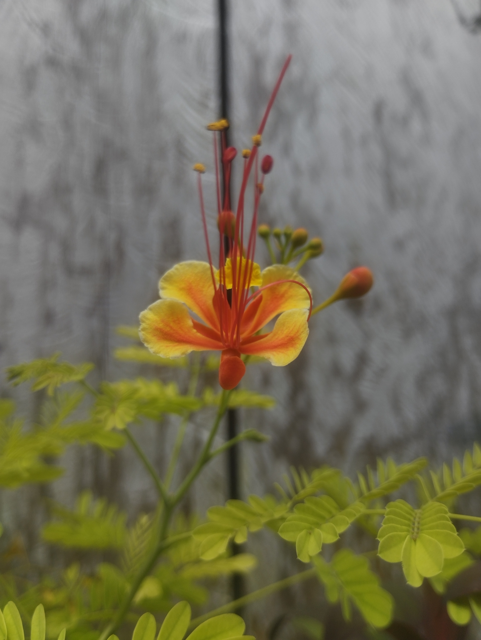Caesalpinia pulcherrima