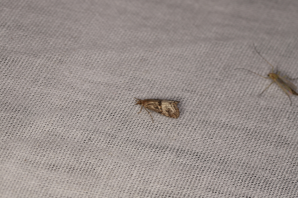 Euchromius cambridgei