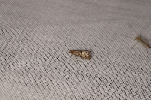 Crambus égyptien