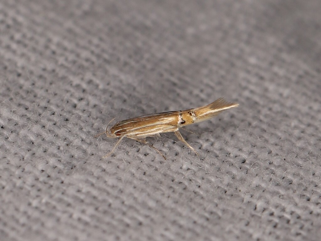Fen Cosmet