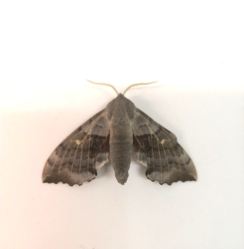 Photo of Poplar Hawkmoth (Laothoe populi)