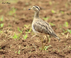 Burhinus bistriatus