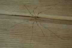 Leptobunus parvulus
