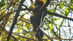 Alouatta guariba