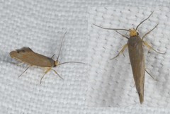 Crassa unitella