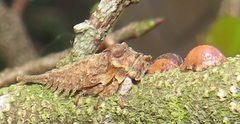 Otinotus