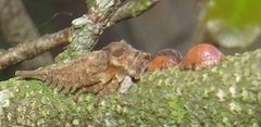 Otinotus