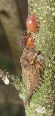 Otinotus