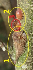 Otinotus