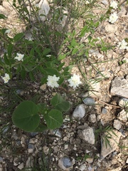 Lantana canescens