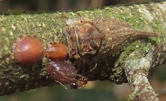 Otinotus