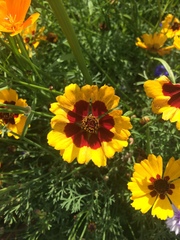 Coreopsis basalis