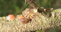 Otinotus
