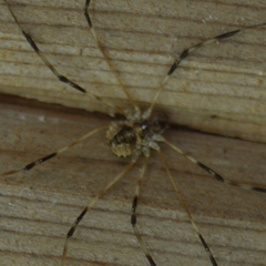 Leptobunus parvulus