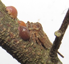 Otinotus
